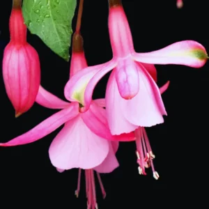 Pink Fuchsia Plant Live Ornamental Flowering Plant 3 Inches Indoor Outdoor