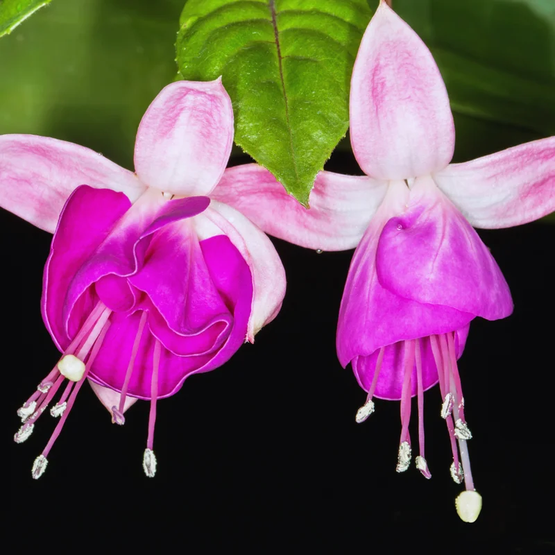 Pink Fuchsia Plant Live Ornamental Flowering Plant 3 Inches Indoor Outdoor