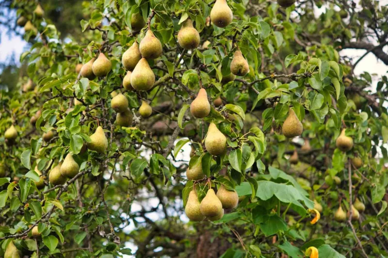 Pear Tree Pollination