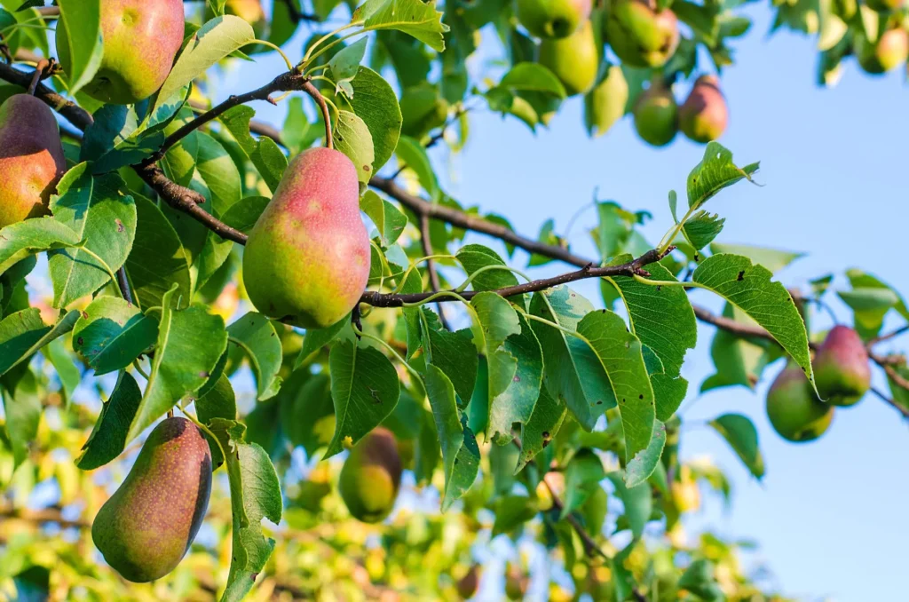 Pear Tree Pollination