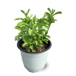 Stevia Plant Live Herb - Sweet Leaf Stevia Plant 4-5 Inches Potted