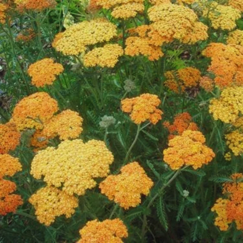 Orange Yarrow Plant Live 3-Inch Pot - Perennial Garden Flower