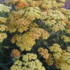 Orange Yarrow Plant Live 3-Inch Pot - Perennial Garden Flower