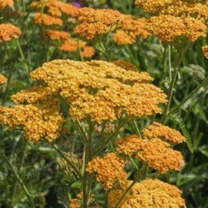Orange Yarrow Plant 2-Pack Live Perennial Flowers 3-inch Pots Garden