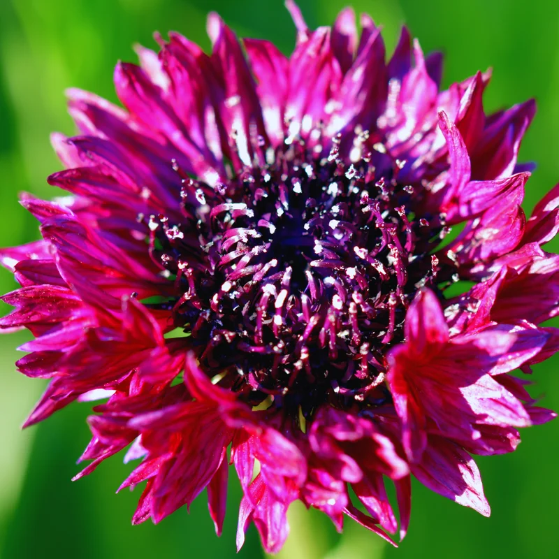 Black Cornflower Plant Live - 3-5 Inch Gardening Flower