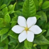 Gardenia Jasminoides Live Plant - 4 Inch Potted Jasmine Vine Shrub