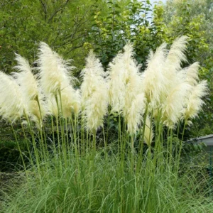 Pampas Grass Plants - 2 Potted White Ornamental Grass Clumps