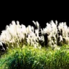 White Pampas Grass Set - Ornamental Grass Live Plants 2-inch Potted