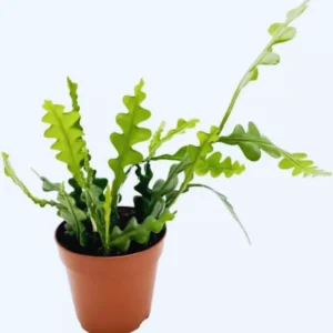 Epiphyllum Anguliger Plant Live - Zig Zag Cactus 6 Inch Pot - Fishbone Ric Rac Succulent