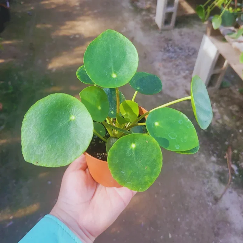 Pilea Peperomioides Plant Set - Live Money Plant - 2 Inch Potted Indoor Plants
