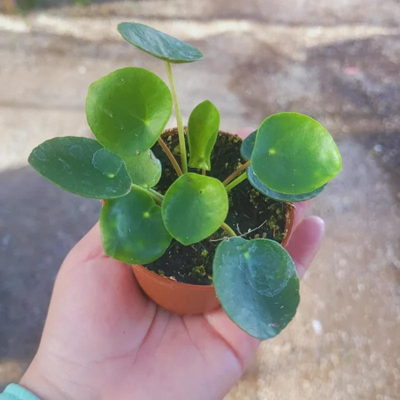 Pilea Peperomioides Plant Set - Live Money Plant - 2 Inch Potted Indoor Plants