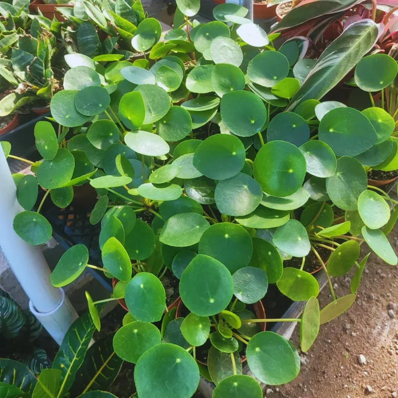 Pilea Peperomioides Plant Set - Live Money Plant - 2 Inch Potted Indoor Plants