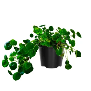 Pilea Peperomioides Plant Set - Live Money Plant - 2 Inch Potted Indoor Plants