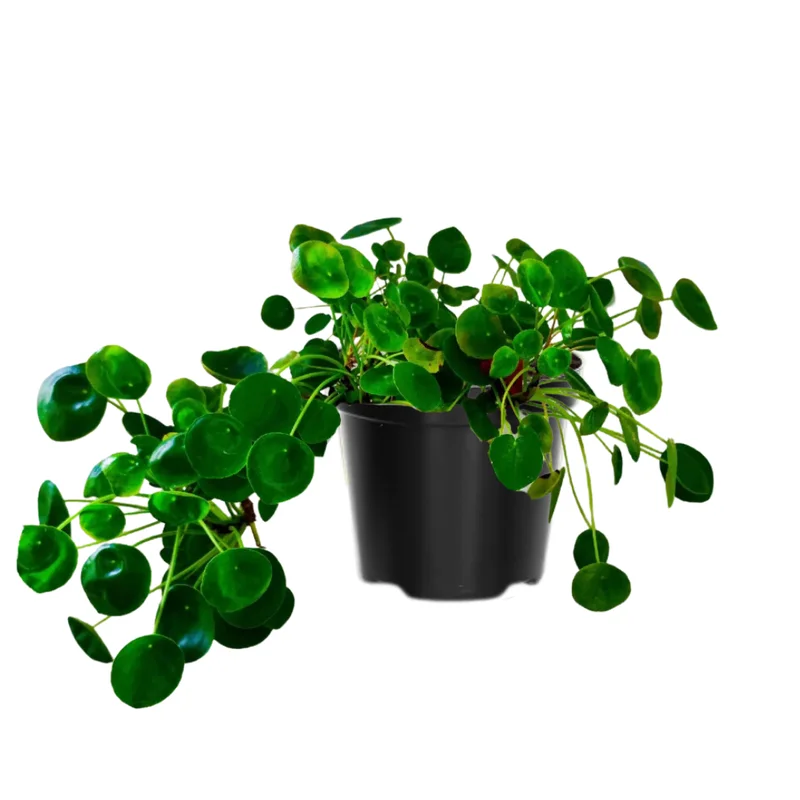 Pilea Peperomioides Plant Set - Live Money Plant - 2 Inch Potted Indoor Plants