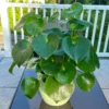 Money Plant Live 2 Pack - Pilea Peperomioides 4 Inch Easy House Plant
