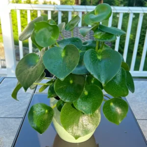 Money Plant Live 2 Pack - Pilea Peperomioides 4 Inch Easy House Plant
