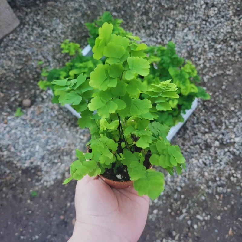 Maidenhair Fern Plants Pot - 2 Inch Potted Fern Live Plants - 3 Bundles