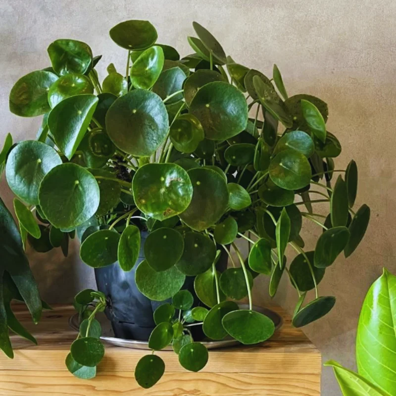 Maidenhair Fern Plants Pot - 2 Inch Potted Fern Live Plants - 3 Bundles