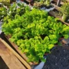 Maidenhair Fern Plants 6 Bundles - Live Fern Plants 2 Inch Potted