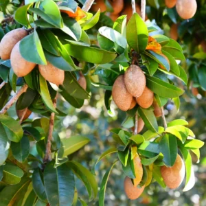 Sapote Plant Live: 6-10 Inch Sapodilla Tree Tropical Fruit Seedling