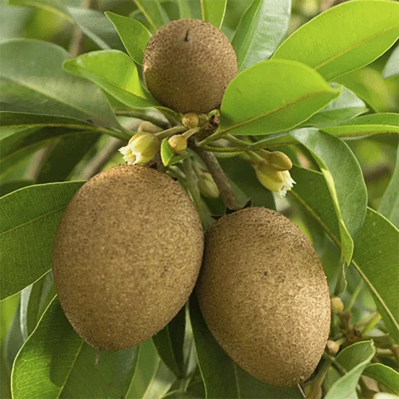 Sapote Plant Live: 6-10 Inch Sapodilla Tree Tropical Fruit Seedling