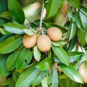 Sapote Plant Live: 6-10 Inch Sapodilla Tree Tropical Fruit Seedling