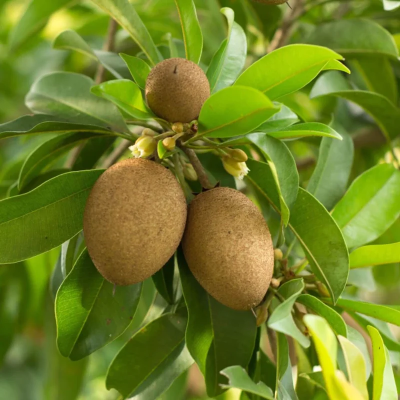 Sapote Plant Live Sapodilla Fruit Tree - 14-16 Inch Tall for Planting