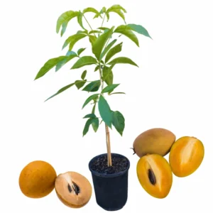 Sapodilla Tree Live Plant - 2 Year Old Tropical Fruit Sapote Seedling