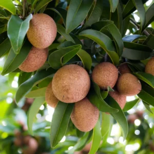 Sapodilla Tree Live Plant - 2 Year Old Tropical Fruit Sapote Seedling