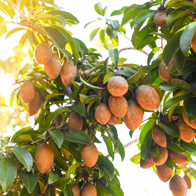 Sapodilla Tree Live Plant - 2 Year Old Tropical Fruit Sapote Seedling