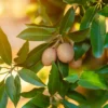 Sapote Seeds 5 Pcs - Tropical Sapodilla Seeds for Planting