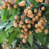 Longan Plant Live - Tropical Fruit Tree in Pot 7-12 Inch
