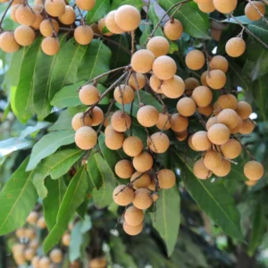 Longan Plant Live - Tropical Fruit Tree in Pot 7-12 Inch