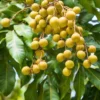 Longan Plant Live - Tropical Fruit Tree in Pot 7-12 Inch