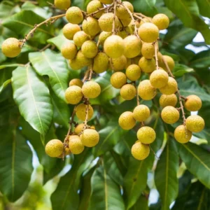 Longan Plant Live - Tropical Fruit Tree in Pot 7-12 Inch