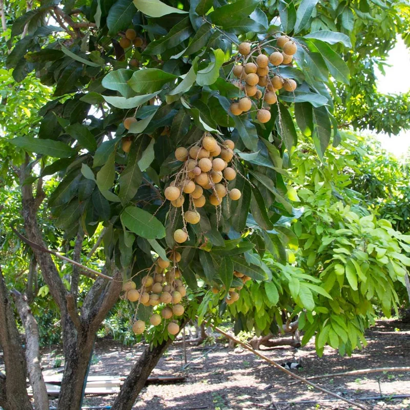 Longan Plant Live - Tropical Fruit Tree in Pot 7-12 Inch