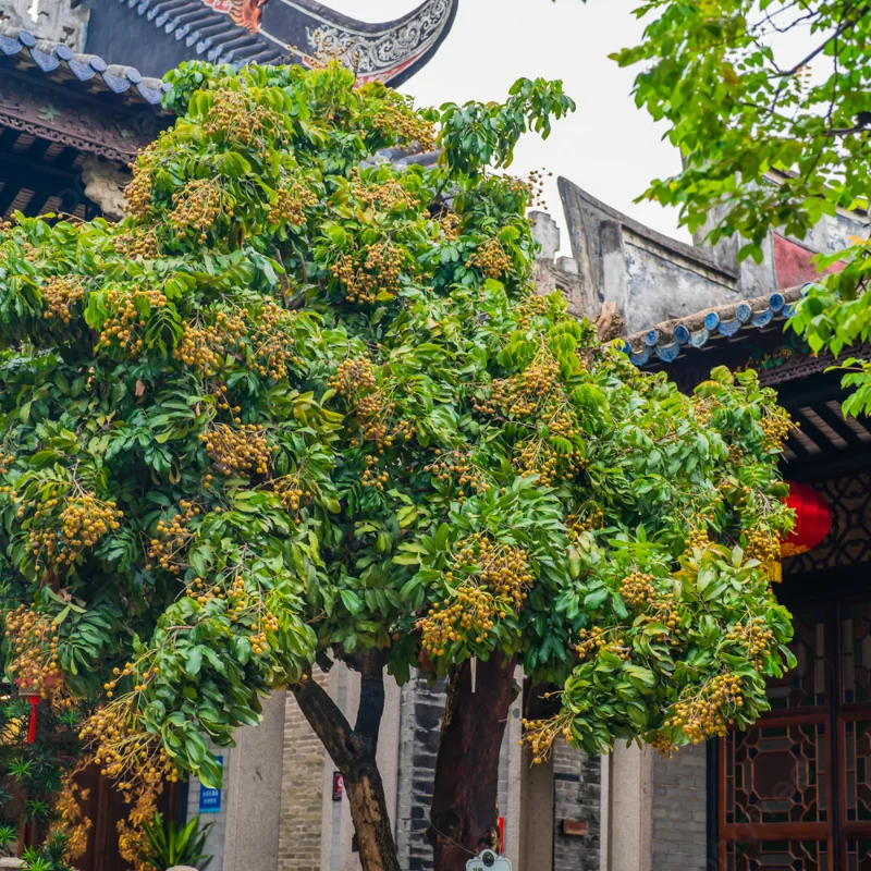 Live Longan Fruit Tree - 12-16 Inch Sweet Longan Plant Live - Well-Rooted