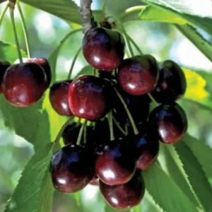Black Cherry Fruit Seeds - 15 Seeds for Planting Sweet Cherries Outdoor