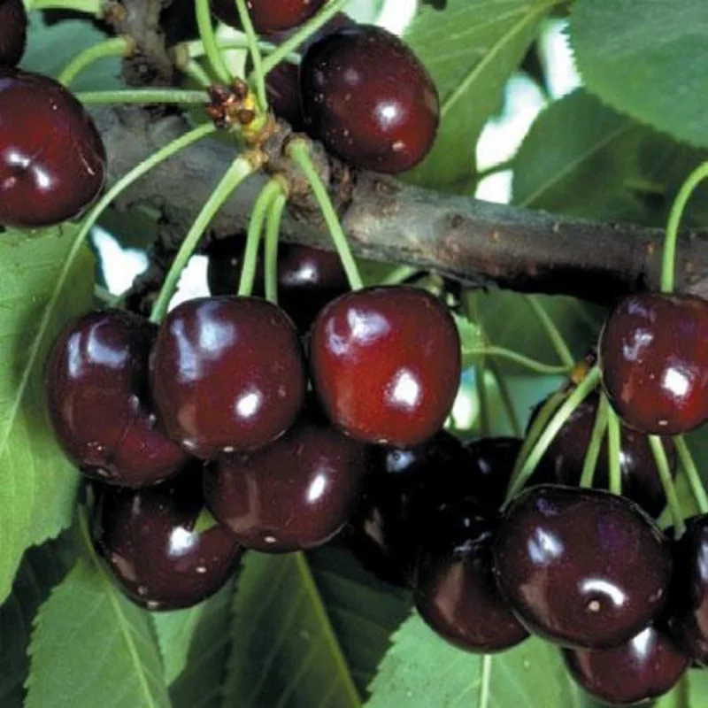 Black Cherry Fruit Seeds - 15 Seeds for Planting Sweet Cherries Outdoor