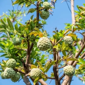 Sugar Apple Plant Live - 8-12 Inch Fruit Tree - 3.5