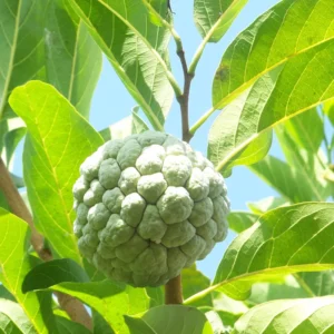 Sugar Apple Plant Live - 8-12 Inch Fruit Tree - 3.5