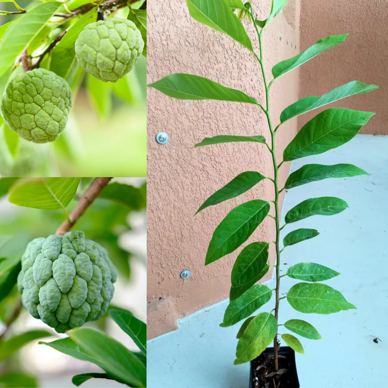 Sugar Apple Plant Live - 8-12 Inch Fruit Tree - 3.5" Pot - Annona Squamosa