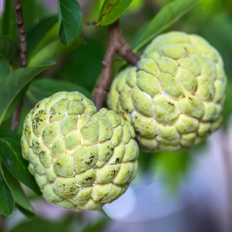 Sugar Apple Plant - 8-12 inch Annona Squamosa Seedling in 3.5" Pot