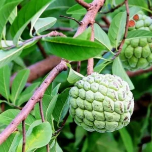 Sugar Apple Plant - 8-12 inch Annona Squamosa Seedling in 3.5" Pot