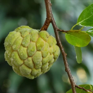 Sugar Apple Plant - 8-12 inch Annona Squamosa Seedling in 3.5