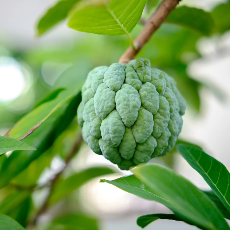 Sugar Apple Plant - 8-12 inch Annona Squamosa Seedling in 3.5" Pot