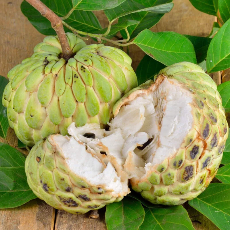 Sugar Apple Seeds, Annona Squamosa - 20 Seeds for Planting Tropical Fruit