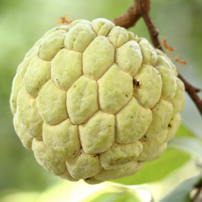 Sugar Apple Fruit Seeds - Annona Squamosa - Tropical Tree Starter