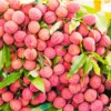 Sweet Lychee Seeds for Planting - Grow Your Own Tropical Litchi Fruit