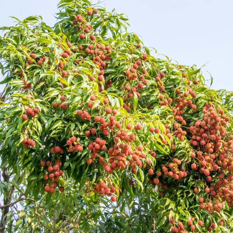 Sweet Lychee Seeds for Planting - Grow Your Own Tropical Litchi Fruit